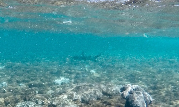 DCIM100GOPROGOPR1133.